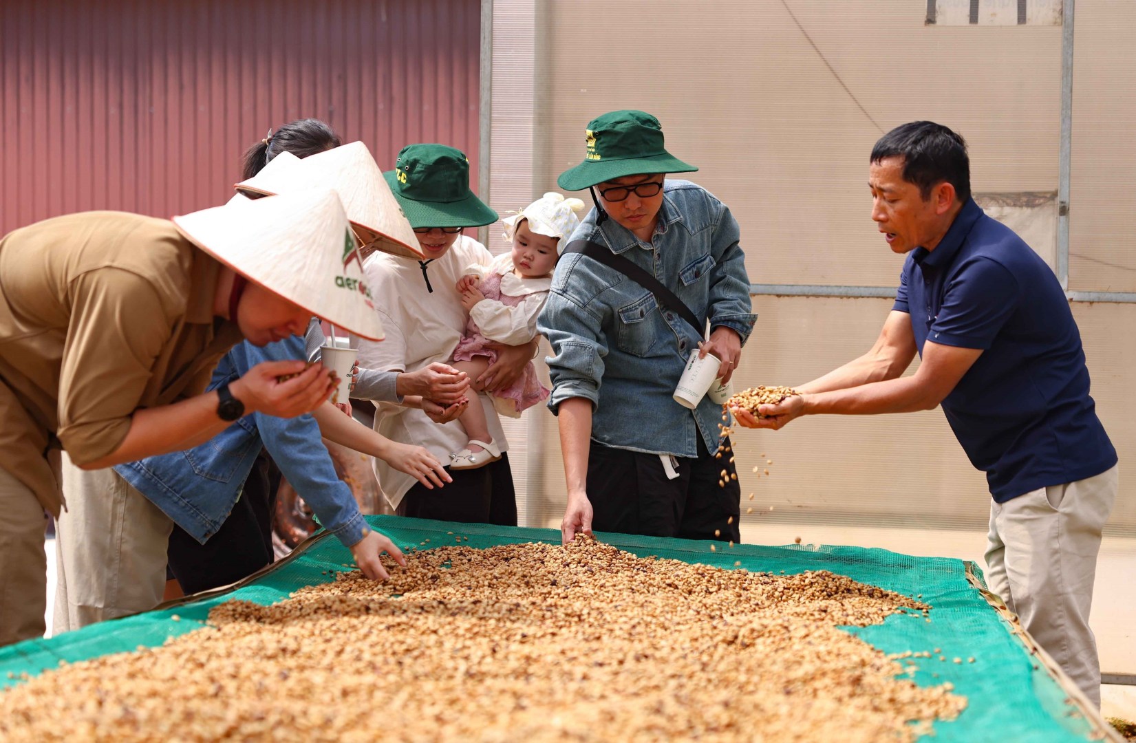 vna_potal_aeroco_coffee_dak_lak_nong_trai_huong_den_du_lich_xanh_ben_vung_7947138-1651x1080-1