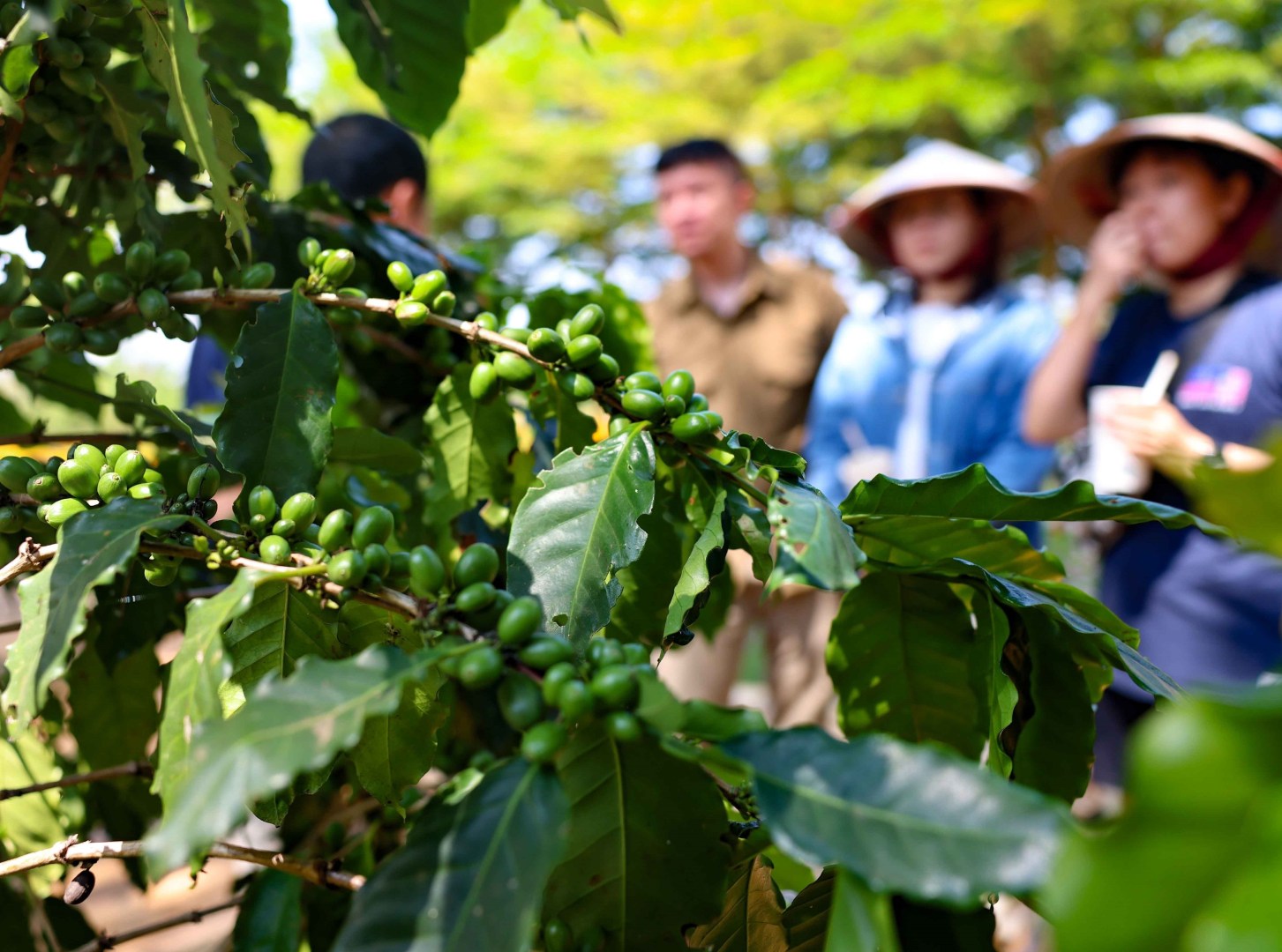 vna_potal_aeroco_coffee_dak_lak_nong_trai_huong_den_du_lich_xanh_ben_vung_7947151-1453x1080-1